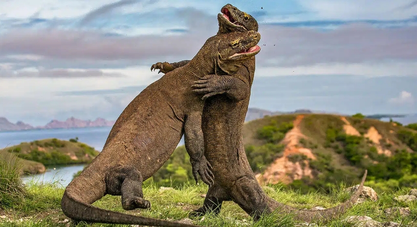 Bali to Komodo - Where tropical beauty meets wild adventure.