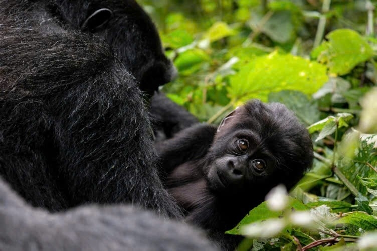 Uganda: Where Adventure Meets Elegance in the Wild