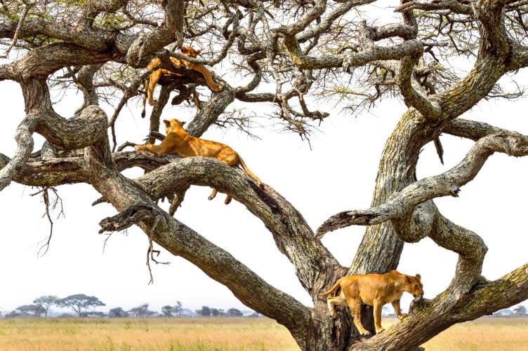 Kenya Private Safari 8 Days