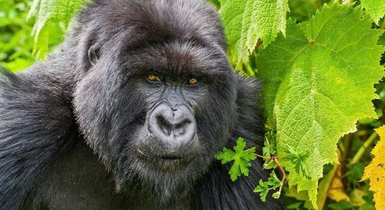 Uganda Private Safari 8 Days