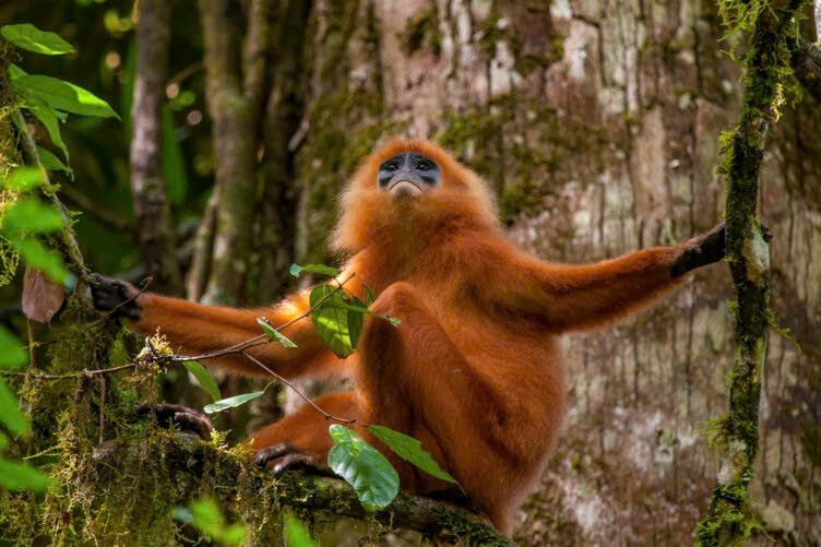 Wildlife Adventures in Borneo, Malaysia 11 Days